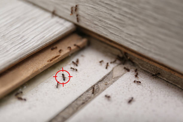 Best Best Pest Control Near Me  in Pierce, CO